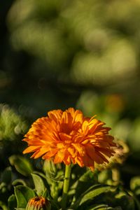 Preview wallpaper calendula, flower, yellow, blur