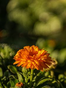 Preview wallpaper calendula, flower, yellow, blur