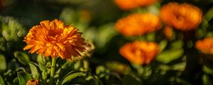 Preview wallpaper calendula, flower, yellow, blur