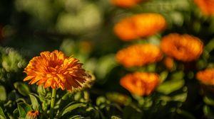 Preview wallpaper calendula, flower, yellow, blur