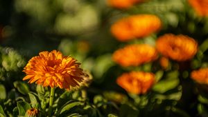 Preview wallpaper calendula, flower, yellow, blur