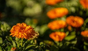 Preview wallpaper calendula, flower, yellow, blur