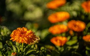 Preview wallpaper calendula, flower, yellow, blur