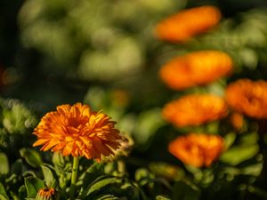 Preview wallpaper calendula, flower, yellow, blur