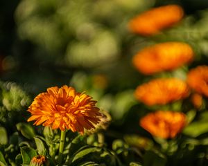 Preview wallpaper calendula, flower, yellow, blur