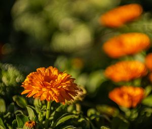 Preview wallpaper calendula, flower, yellow, blur