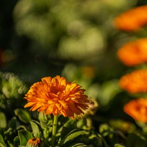 Preview wallpaper calendula, flower, yellow, blur