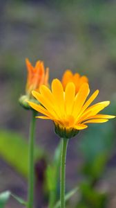 Preview wallpaper calendula, flowers, blur, close-up