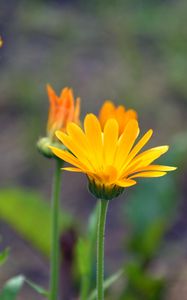 Preview wallpaper calendula, flowers, blur, close-up