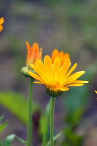 Preview wallpaper calendula, flowers, blur, close-up