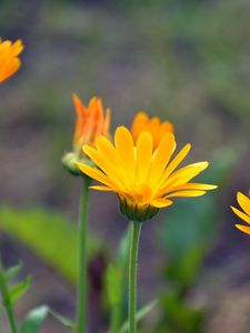 Preview wallpaper calendula, flowers, blur, close-up