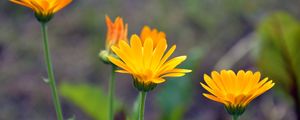 Preview wallpaper calendula, flowers, blur, close-up