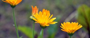 Preview wallpaper calendula, flowers, blur, close-up