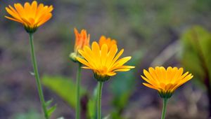 Preview wallpaper calendula, flowers, blur, close-up