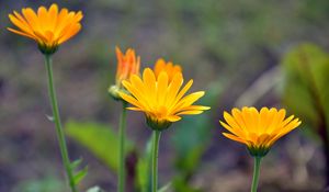 Preview wallpaper calendula, flowers, blur, close-up