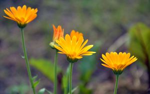 Preview wallpaper calendula, flowers, blur, close-up