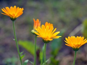 Preview wallpaper calendula, flowers, blur, close-up