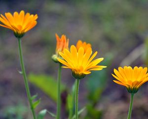 Preview wallpaper calendula, flowers, blur, close-up