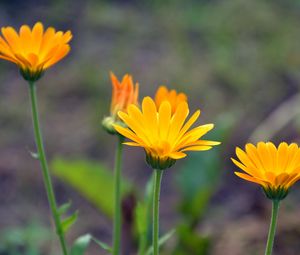 Preview wallpaper calendula, flowers, blur, close-up