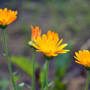 Preview wallpaper calendula, flowers, blur, close-up