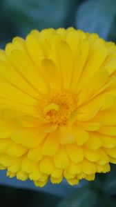 Preview wallpaper calendula, yellow, flower, macro