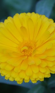 Preview wallpaper calendula, yellow, flower, macro