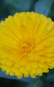 Preview wallpaper calendula, yellow, flower, macro