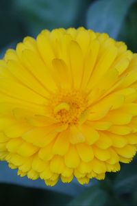 Preview wallpaper calendula, yellow, flower, macro