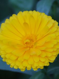 Preview wallpaper calendula, yellow, flower, macro