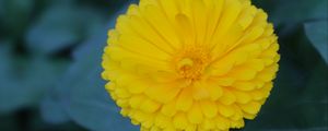 Preview wallpaper calendula, yellow, flower, macro