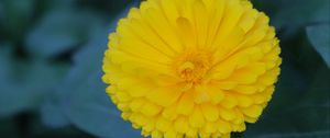 Preview wallpaper calendula, yellow, flower, macro