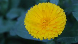 Preview wallpaper calendula, yellow, flower, macro