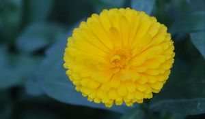 Preview wallpaper calendula, yellow, flower, macro