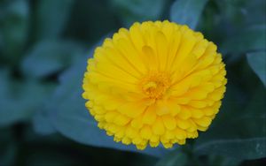 Preview wallpaper calendula, yellow, flower, macro