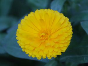 Preview wallpaper calendula, yellow, flower, macro