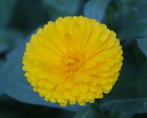 Preview wallpaper calendula, yellow, flower, macro