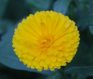 Preview wallpaper calendula, yellow, flower, macro