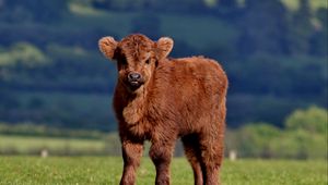 Preview wallpaper calf, cow, fluffy, grass