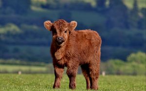 Preview wallpaper calf, cow, fluffy, grass