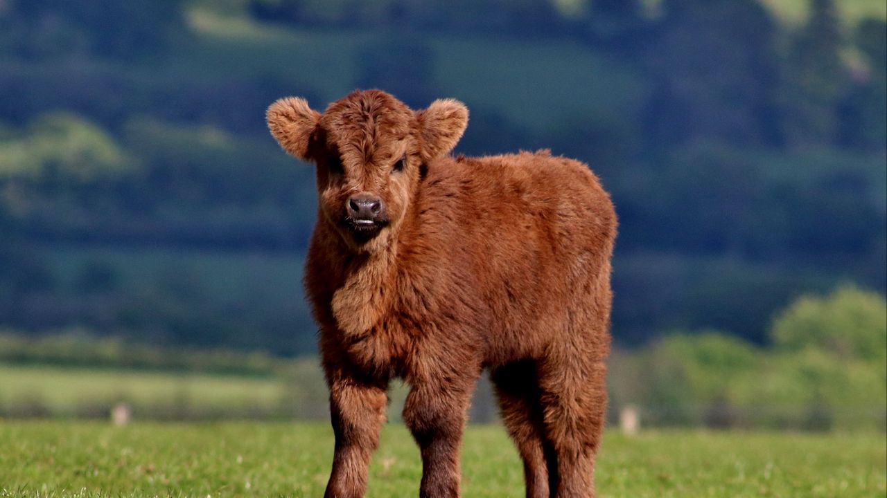 Wallpaper calf, cow, fluffy, grass hd, picture, image