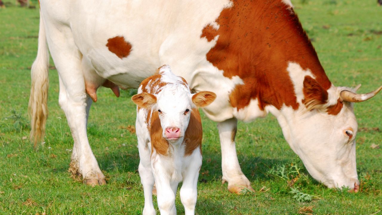 Wallpaper calf, cow, pasture