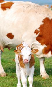 Preview wallpaper calf, cow, pasture