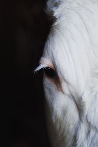 Preview wallpaper calf, eye, animal, white