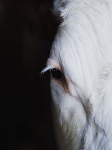 Preview wallpaper calf, eye, animal, white