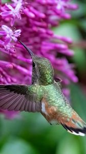 Preview wallpaper caliber, bird, beak, flowers, wildlife