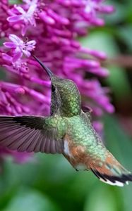 Preview wallpaper caliber, bird, beak, flowers, wildlife