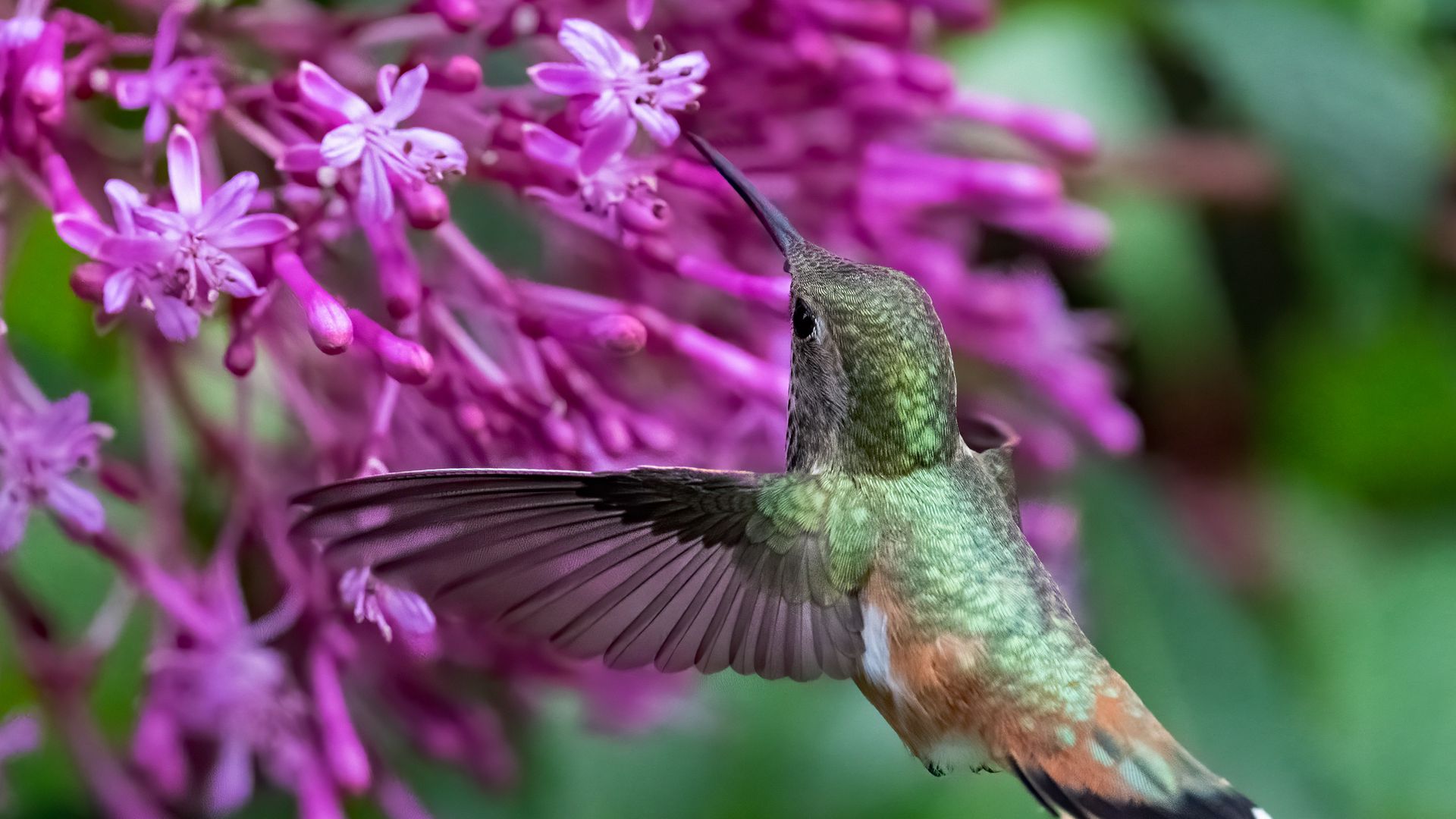 Download wallpaper 1920x1080 caliber, bird, beak, flowers, wildlife ...