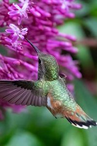 Preview wallpaper caliber, bird, beak, flowers, wildlife