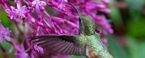 Preview wallpaper caliber, bird, beak, flowers, wildlife