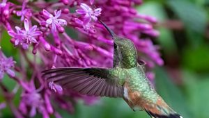 Preview wallpaper caliber, bird, beak, flowers, wildlife